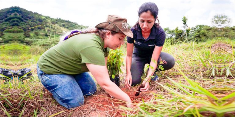 Jungheinrich já plantou 2.800 árvores em parceria com Associação Copaíba